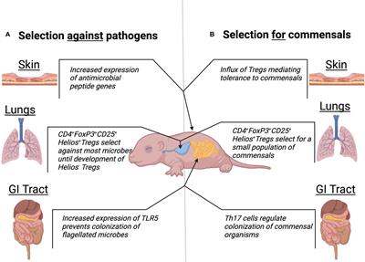 Making friends: active selection of symbionts and rejection of pathogens by the neonatal immune system